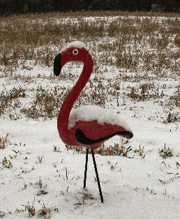Flamingo11708