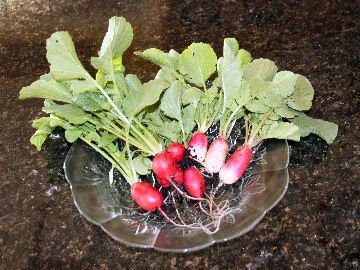 radishes on a plate