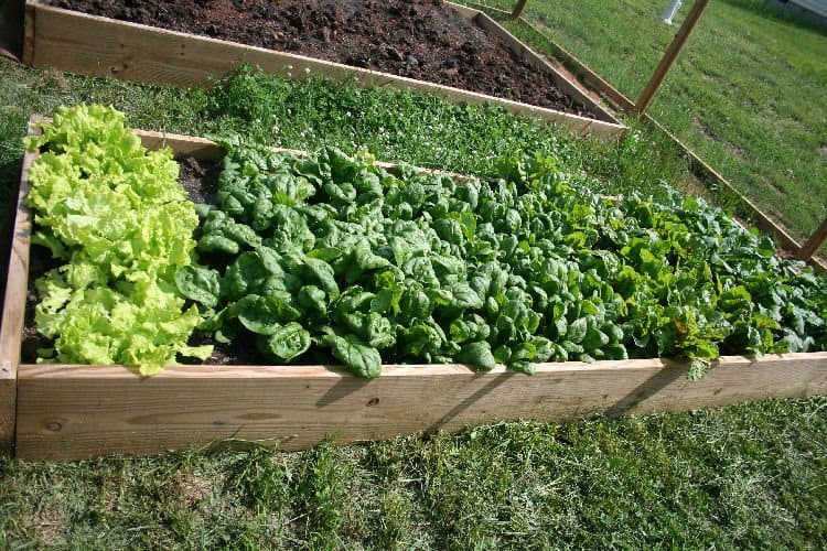 easy vegetables to grow
