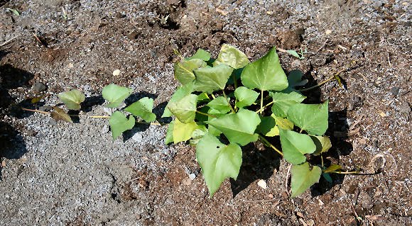 sweetpotatoplant