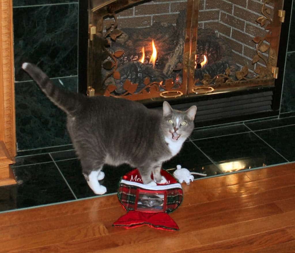 Pierre with Christmas stocking