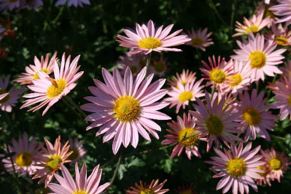 Growing Great Chrysanthemums - Home Garden Joy