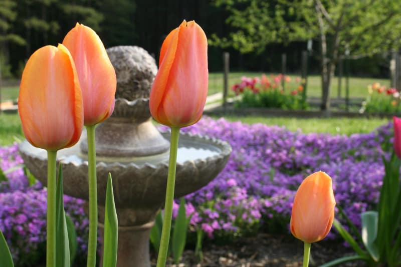 how long should tulips last