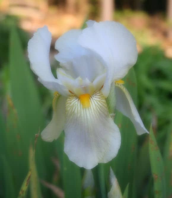 Growing Bearded Iris Home Garden Joy