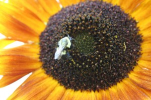 sunflower and bee