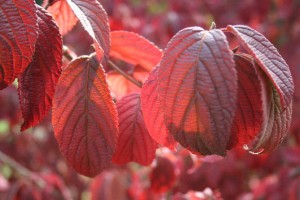 autumn color of snowball viburnum
