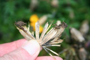 marigold seeds