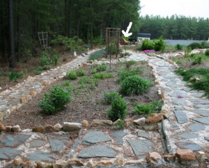 flower gardening