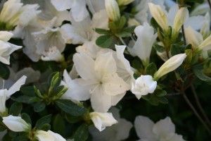 azalea flowers