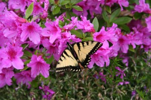 azalea and butterfly picture