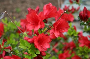 red azalea pictures