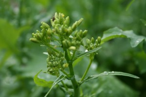 broccoli rabe