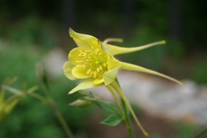 aquilegia or columbine flower