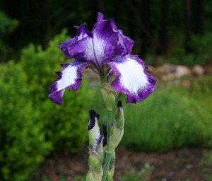 pictures of iris flowers