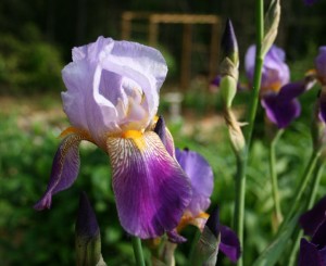pictures of iris