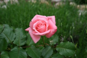 pink rose flower picture
