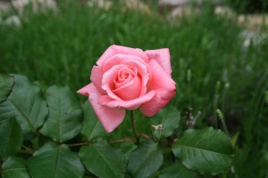 pink-rose