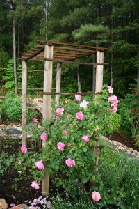 rose-arbor