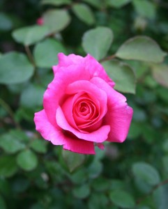 dream weaver rose photo