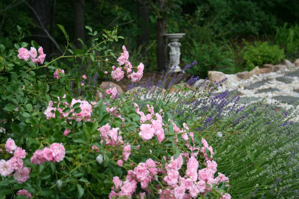 Lavender, Roses and Bees-Flower Gardening Magic – Home Garden Joy