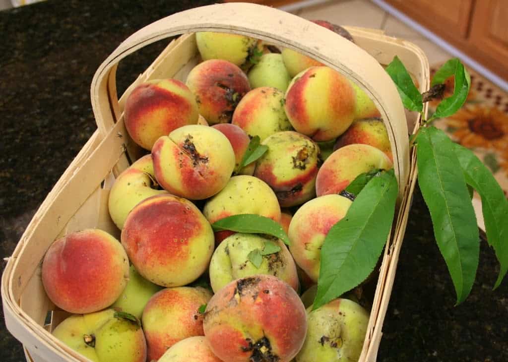 How Peaches Are Harvested and Other Peach Fun Facts - Farm Flavor