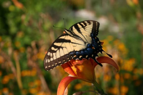 butterfly-on-daylily