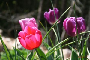 tulips