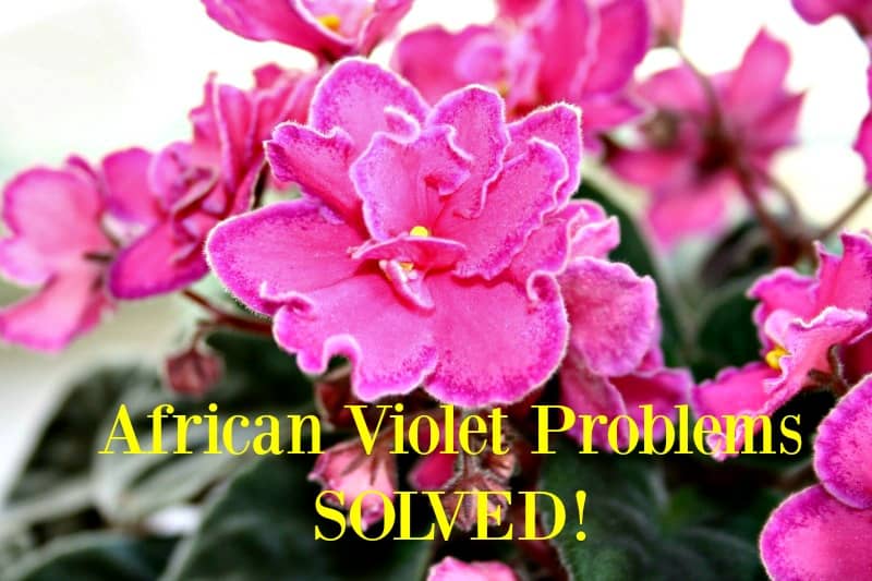 African violet problems
