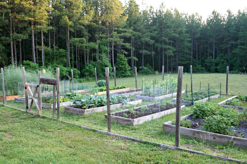 Is It Safe to Use Pressure Treated Lumber in the Vegetable Garden