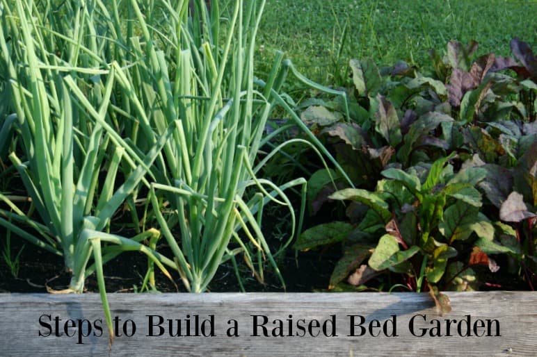 steps to build a raised bed garden