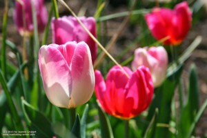 tulips_2