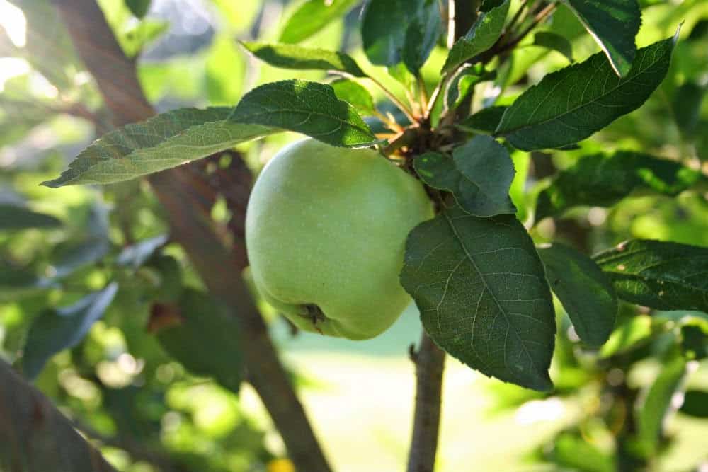 apple-on-tree-Summer-Solstice