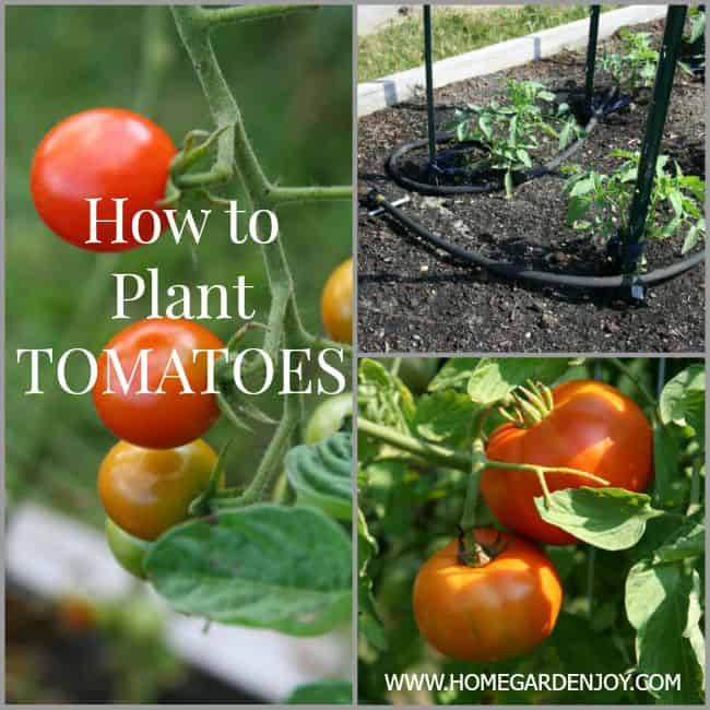 HOW TO PLANT TOMATOES