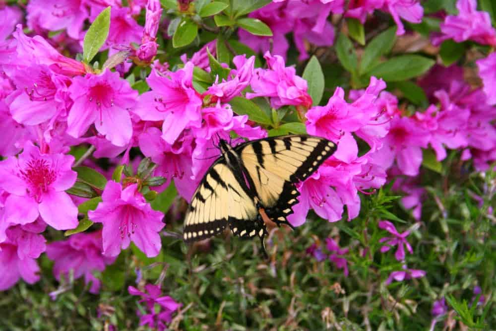 butterfly-on-pink-azalea