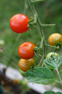 cherry tomatoes