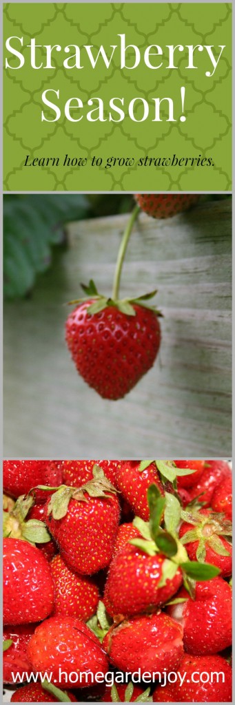 strawberry season