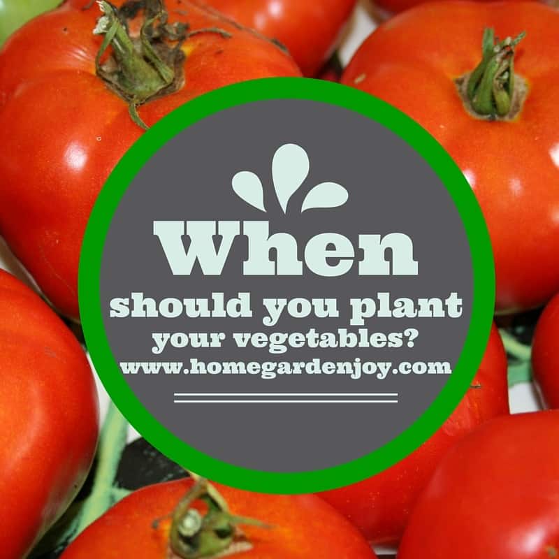 when should you plant vegetables