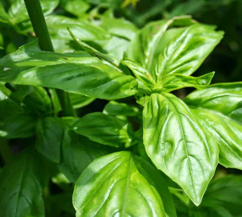 sweet basil herb
