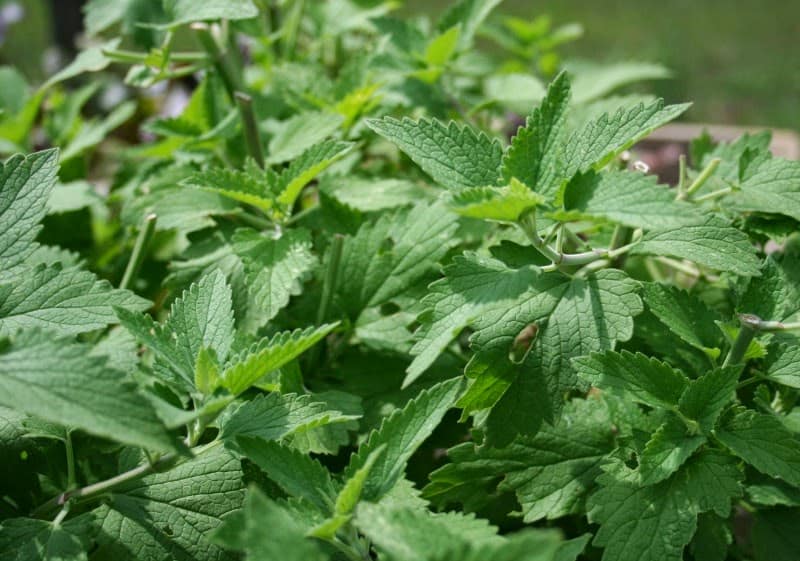 How to Dry Catnip — Made Just For U