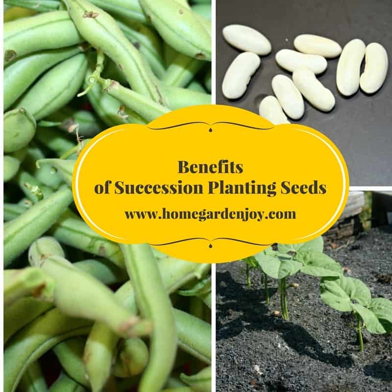 benefits of succession planting seeds