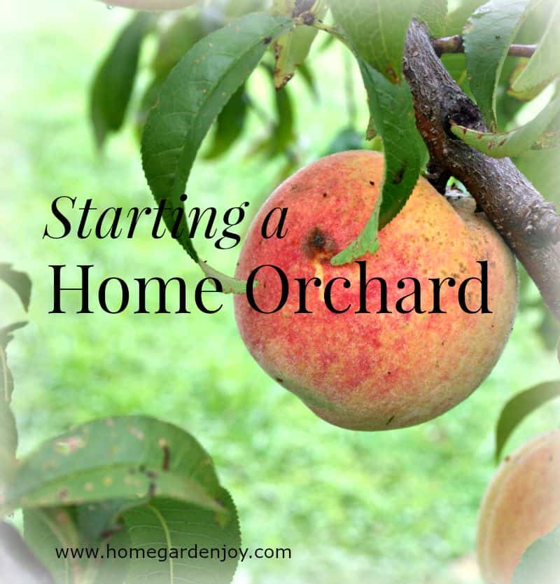 starting a home orchard