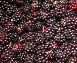 wild-blackberries