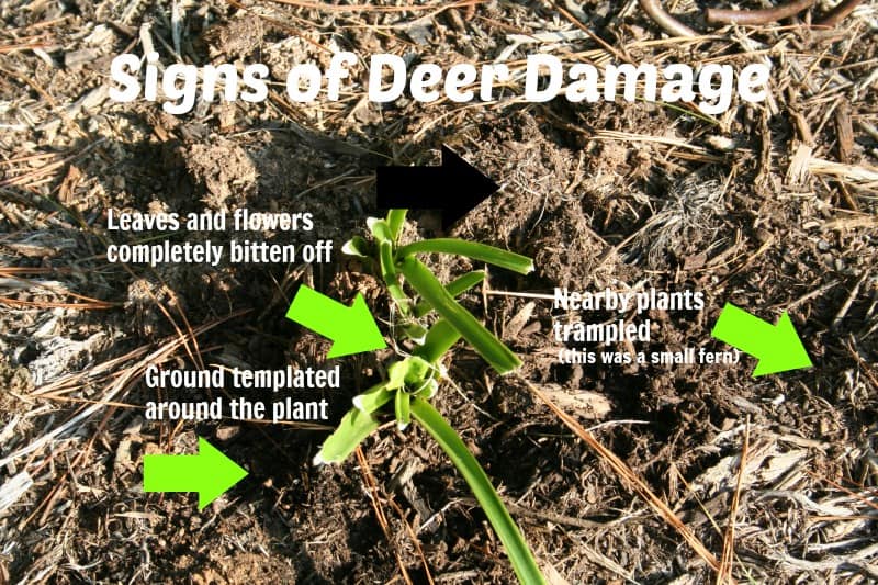 signs of deer damage