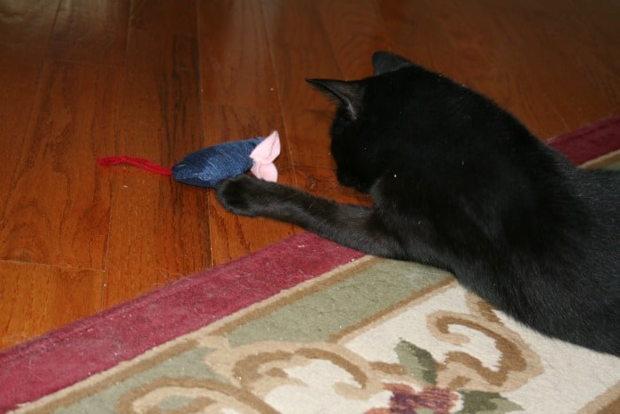 a black cat playing with a toy mouse