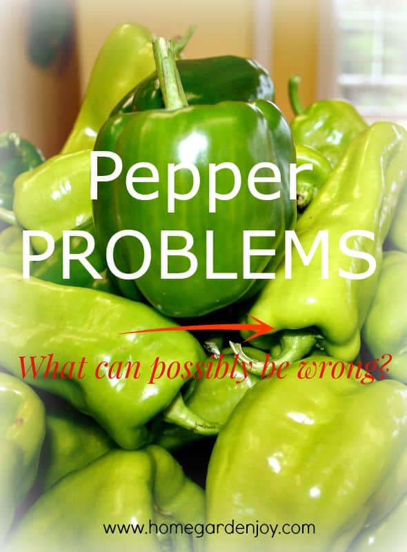 pepper problems