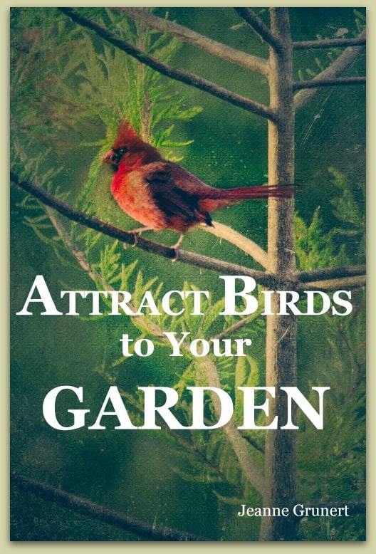attract birds to the garden cover