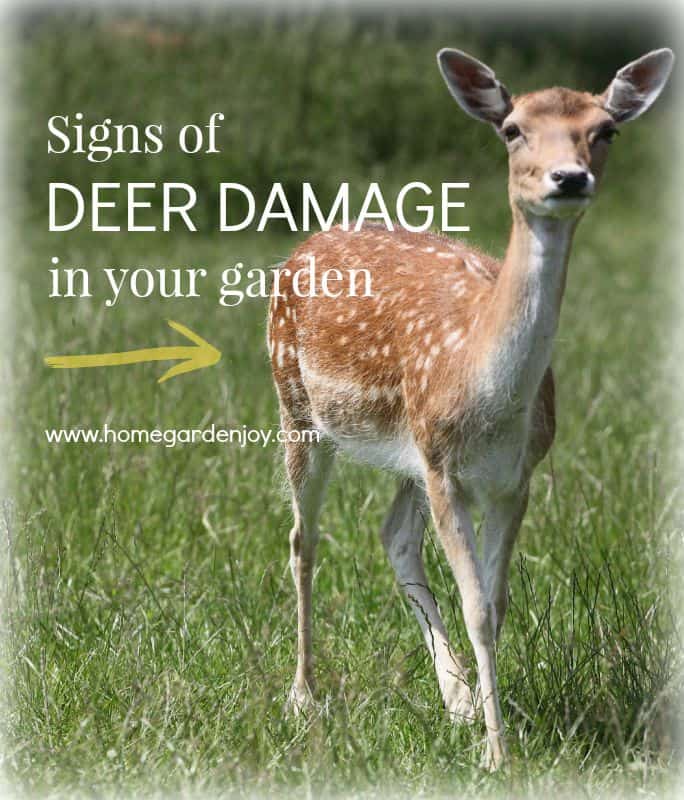 signs of deer damage_hotblack_morguefile photos