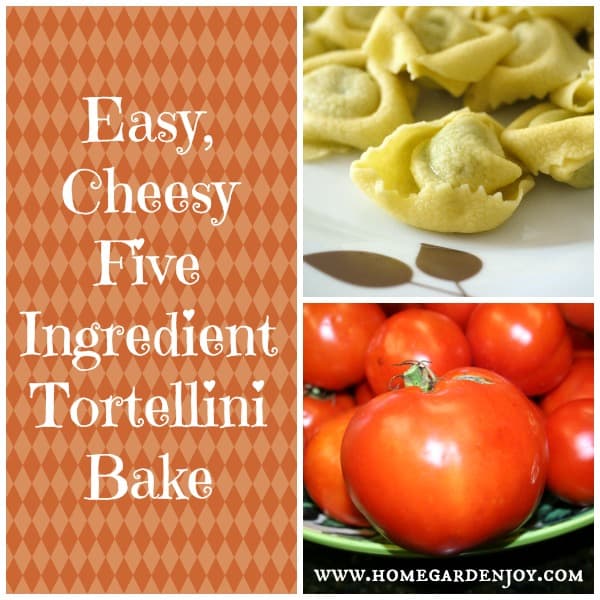tortellini cheese bake recipe