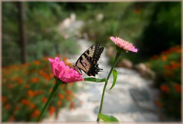 butterfly on zinnias