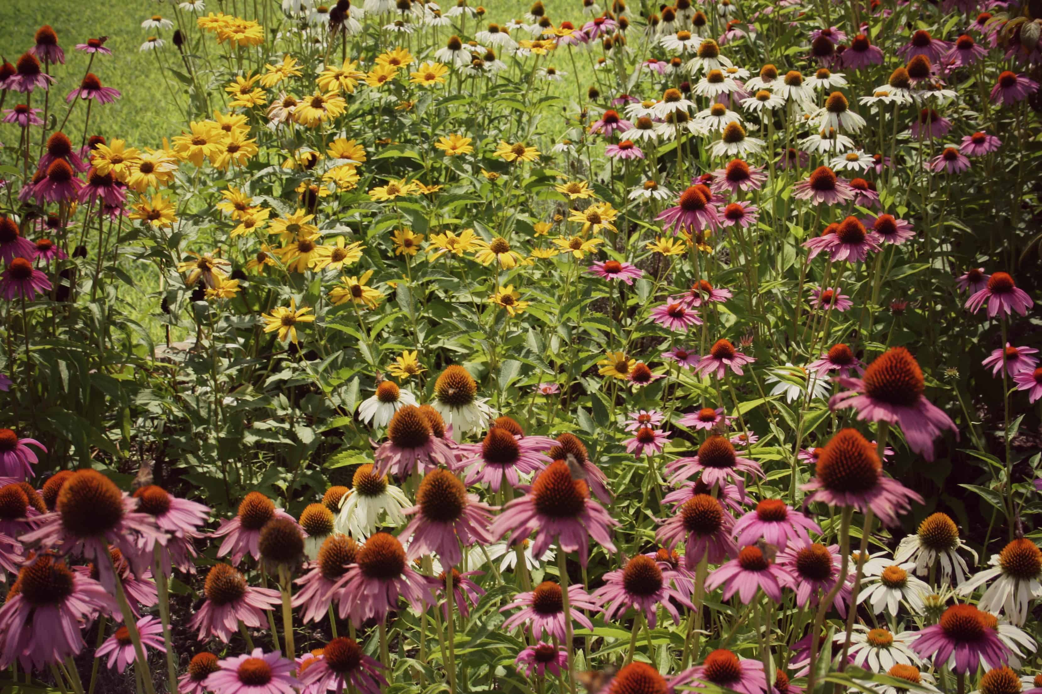 A field of coneflowers!
